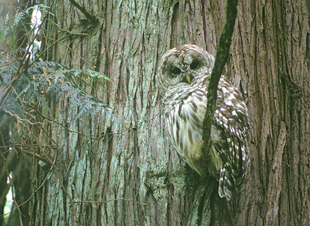 Owl Photo 1996 August