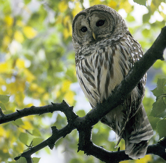 Barred Owl on West End Street