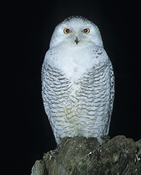 Snowy Owl
