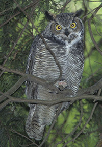 Great Horned Owl