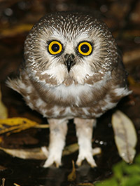 Saw-whet Owl