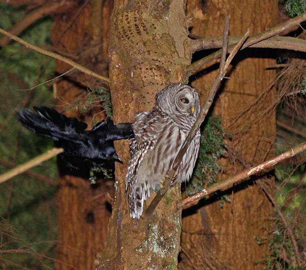 Crow attacks Owl