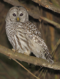 Barred Owl
