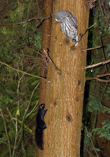 Owl watches grey squirrel