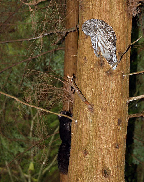 Owl watches grey squirrel