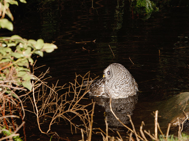 Owl bathing
