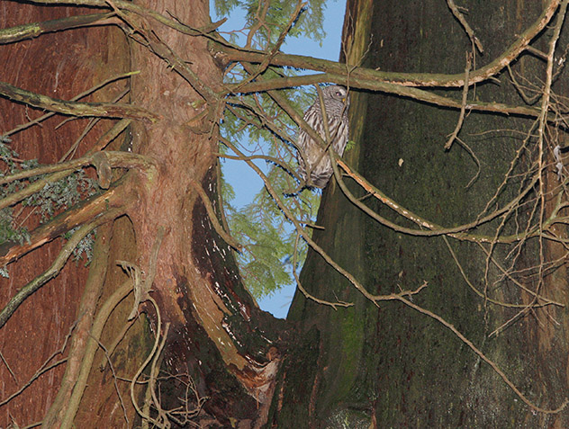 Owl at Southern Nest Tree