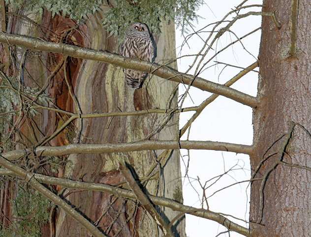 Southern Owl at second Nest Site