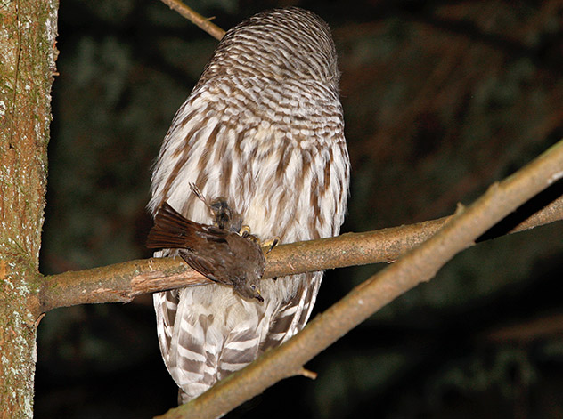 Southern Owl with Thrush