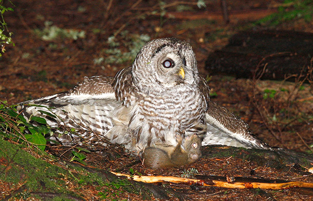 Owl with Douglas Squirrel