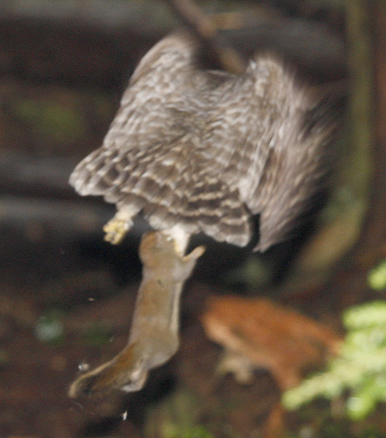 Owl flying with squirrel