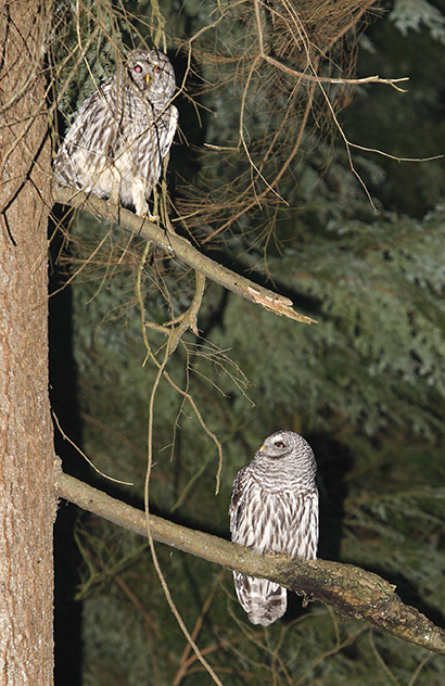 Southern Pair together