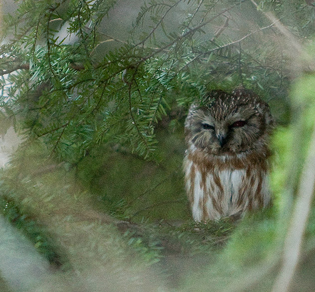 Saw-Whet Owl release