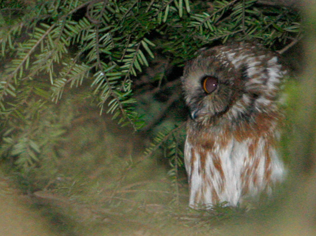 Saw-whet Owl more alert