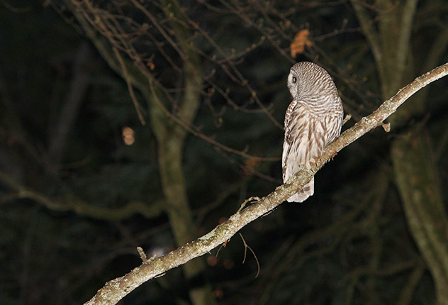 Northern Barred Owl hunting