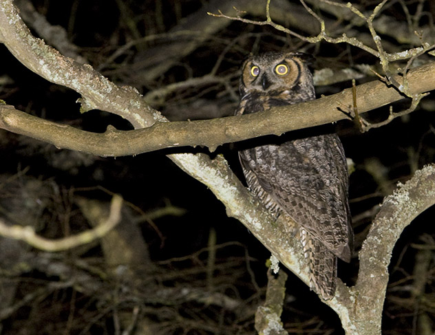 Great Horned Owl at 2nd Beach