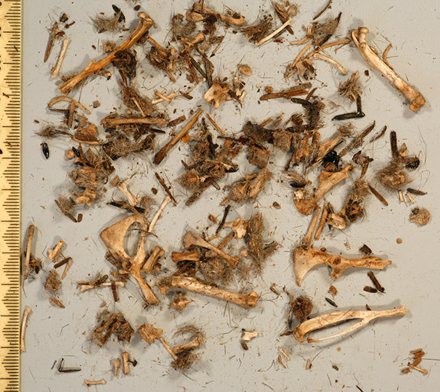 Left Owlet pellet opened