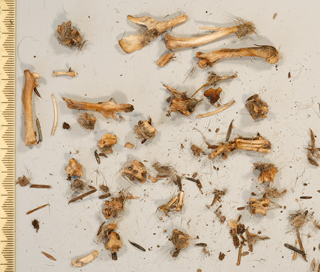 Right Owlet's pellet - opened