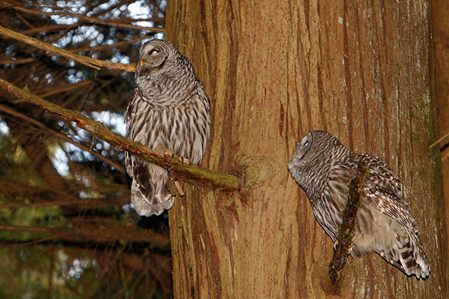 Southern Owls post mating