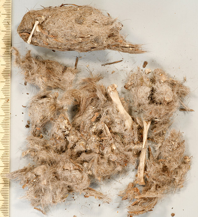 Great Horned Owl Pellet opened