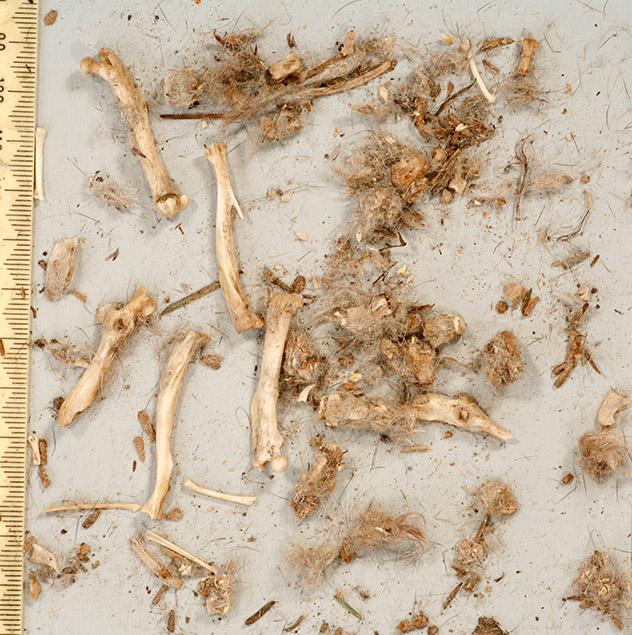 Great Horned Owl Pellet opened