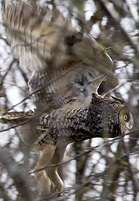 Long-eared Owl