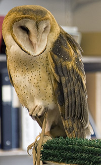 Barn Owl