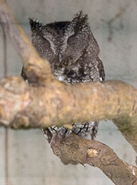Western Screech Owl