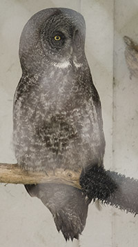 Great Grey Owl
