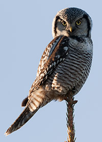 Northern Hawk Owl