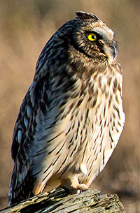 Short-eared Owl