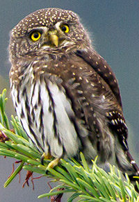 Northern Pygmy Owl