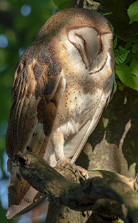 Barn Owl